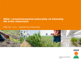 Produkcja kukurydzy kiszonkowej